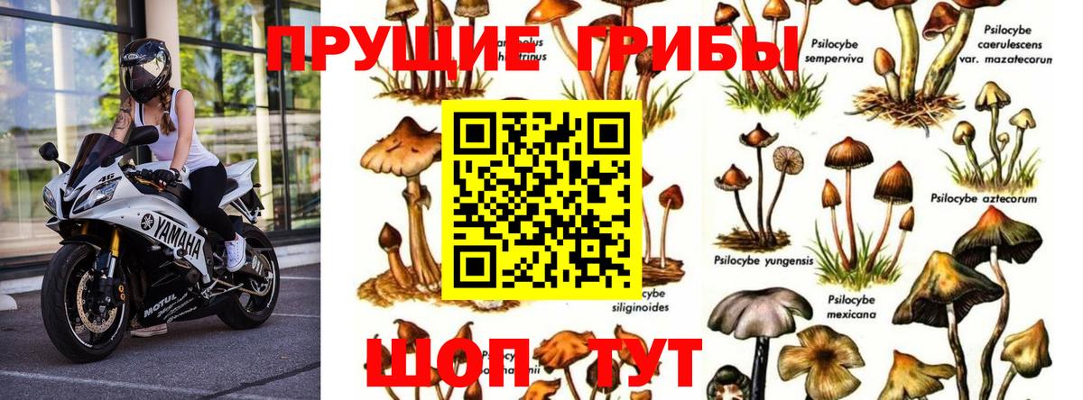 Псилоцибиновые грибы мухоморы Первоуральск